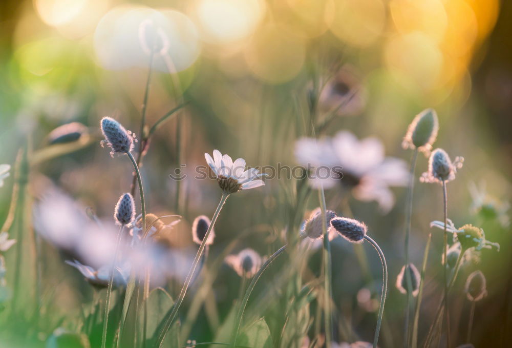 Similar – Image, Stock Photo Buzzer Field