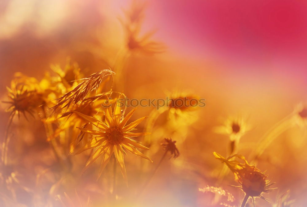 Image, Stock Photo Gold varnish (Cheiranthus cheiri)