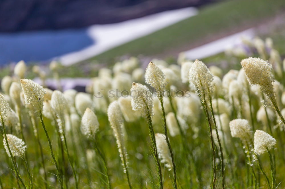 Similar – Image, Stock Photo Lupinen Overdose (Iceland)