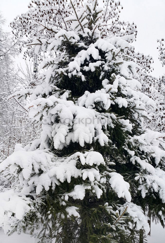 Similar – Image, Stock Photo winter top Exterior shot