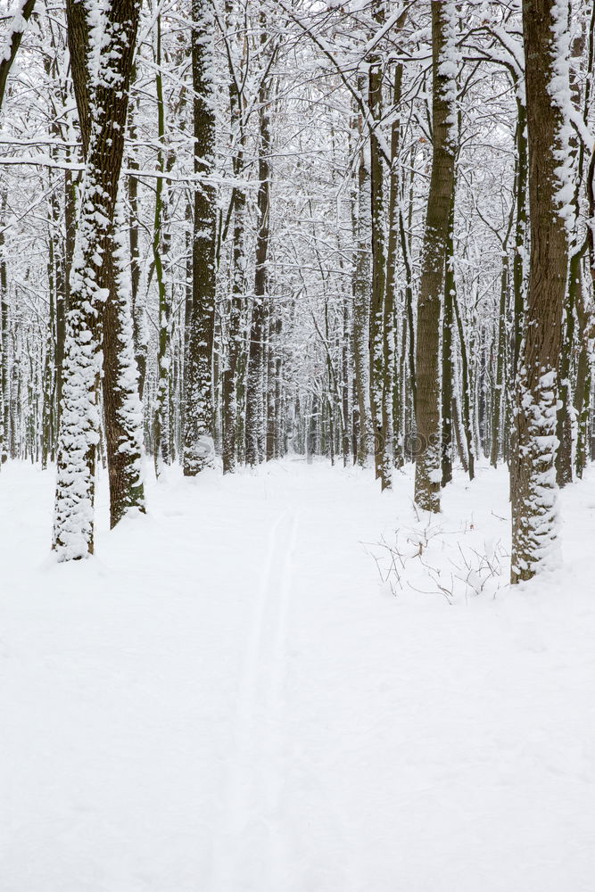 Neuschnee Winter Schnee