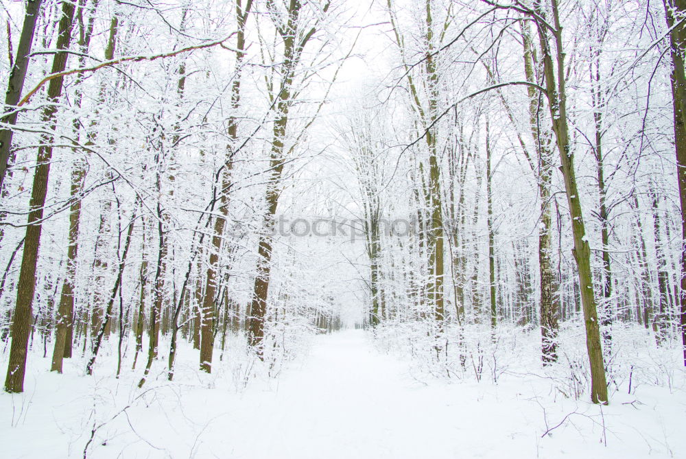 Similar – WinterDay Tree Forest Snow