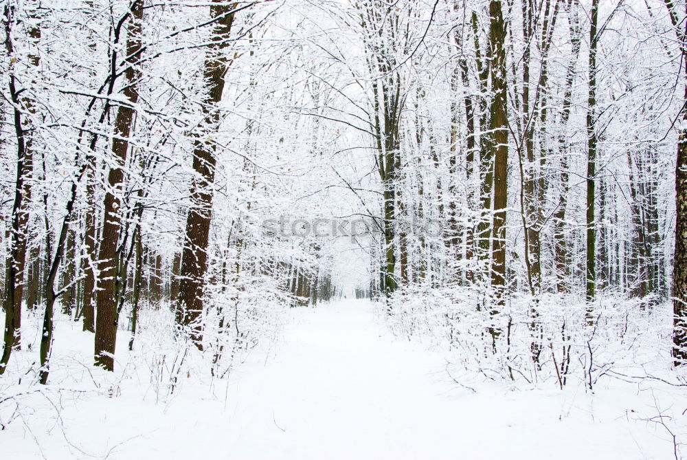 Similar – Image, Stock Photo Winter Impression_III Cold