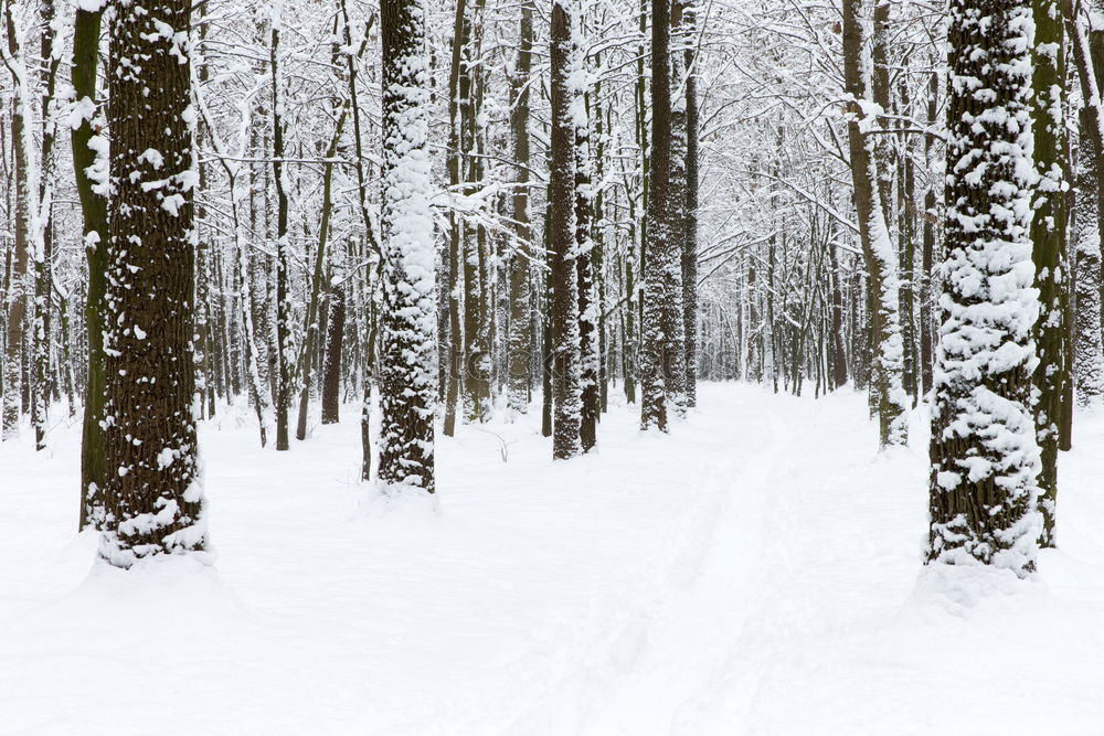 Similar – Neuschnee Winter Schnee