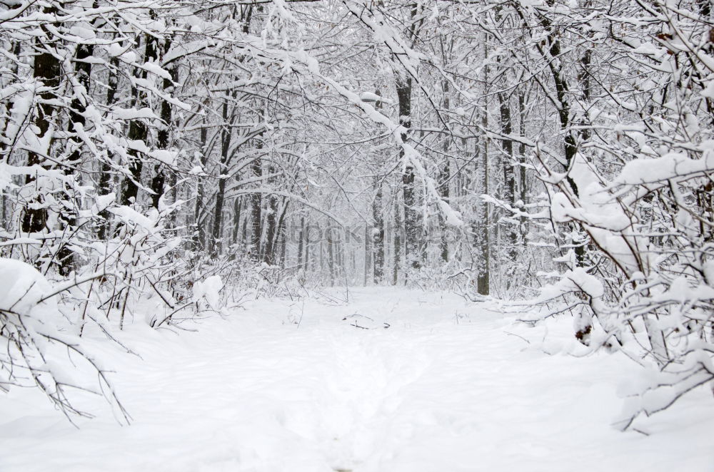 Quiet splashing in the snow