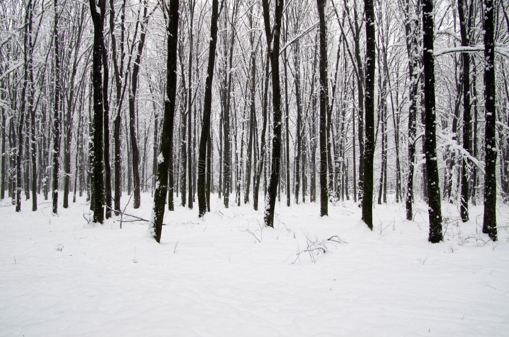 Similar – winter in the park Nature