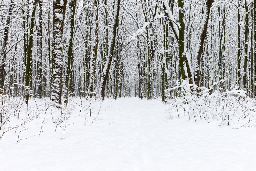 Similar – Quiet splashing in the snow