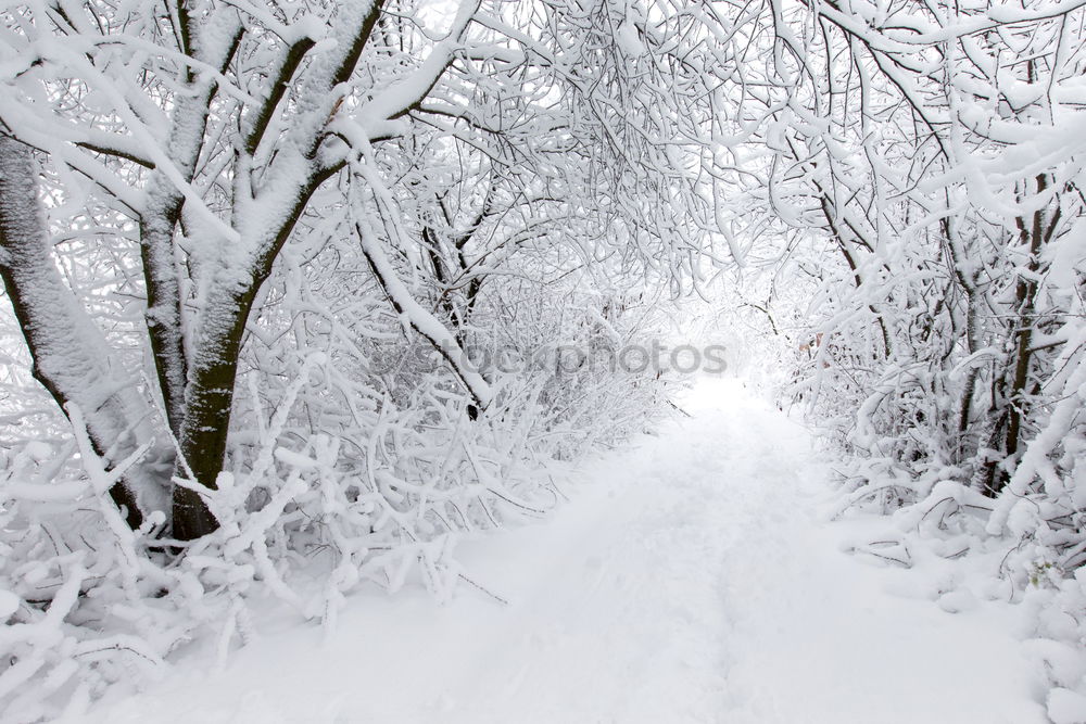 Similar – Image, Stock Photo winter forest trail Winter