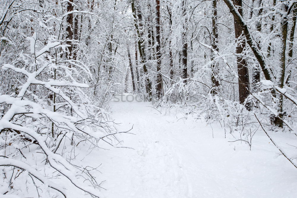 Similar – Quiet splashing in the snow