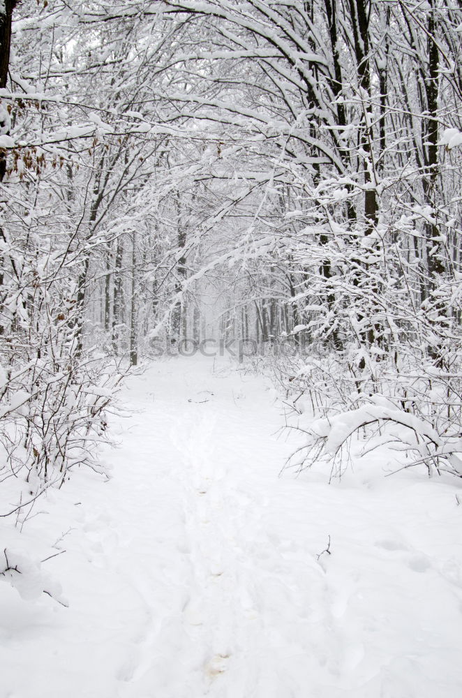 Similar – Quiet splashing in the snow