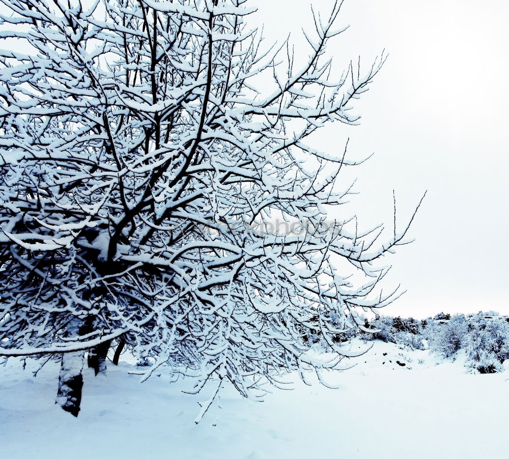 Similar – Image, Stock Photo Winter Blues II