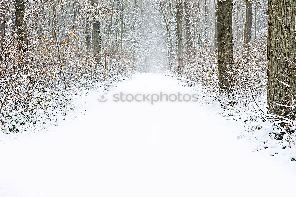 Similar – Quiet splashing in the snow