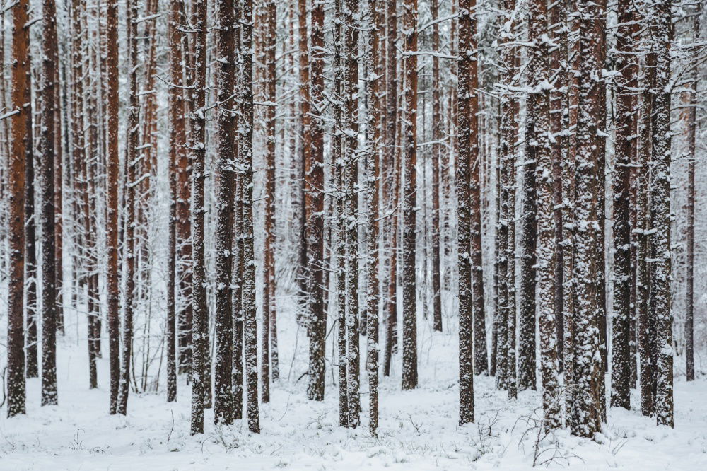 Similar – Holz vor der Hütte Umwelt