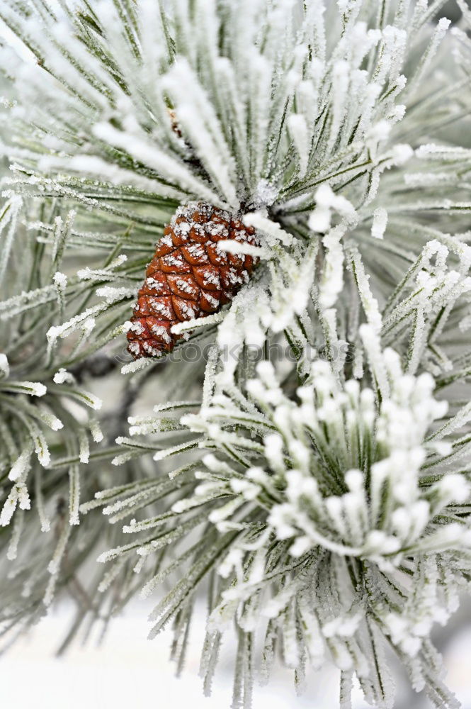 Similar – Image, Stock Photo Frost on tree branches