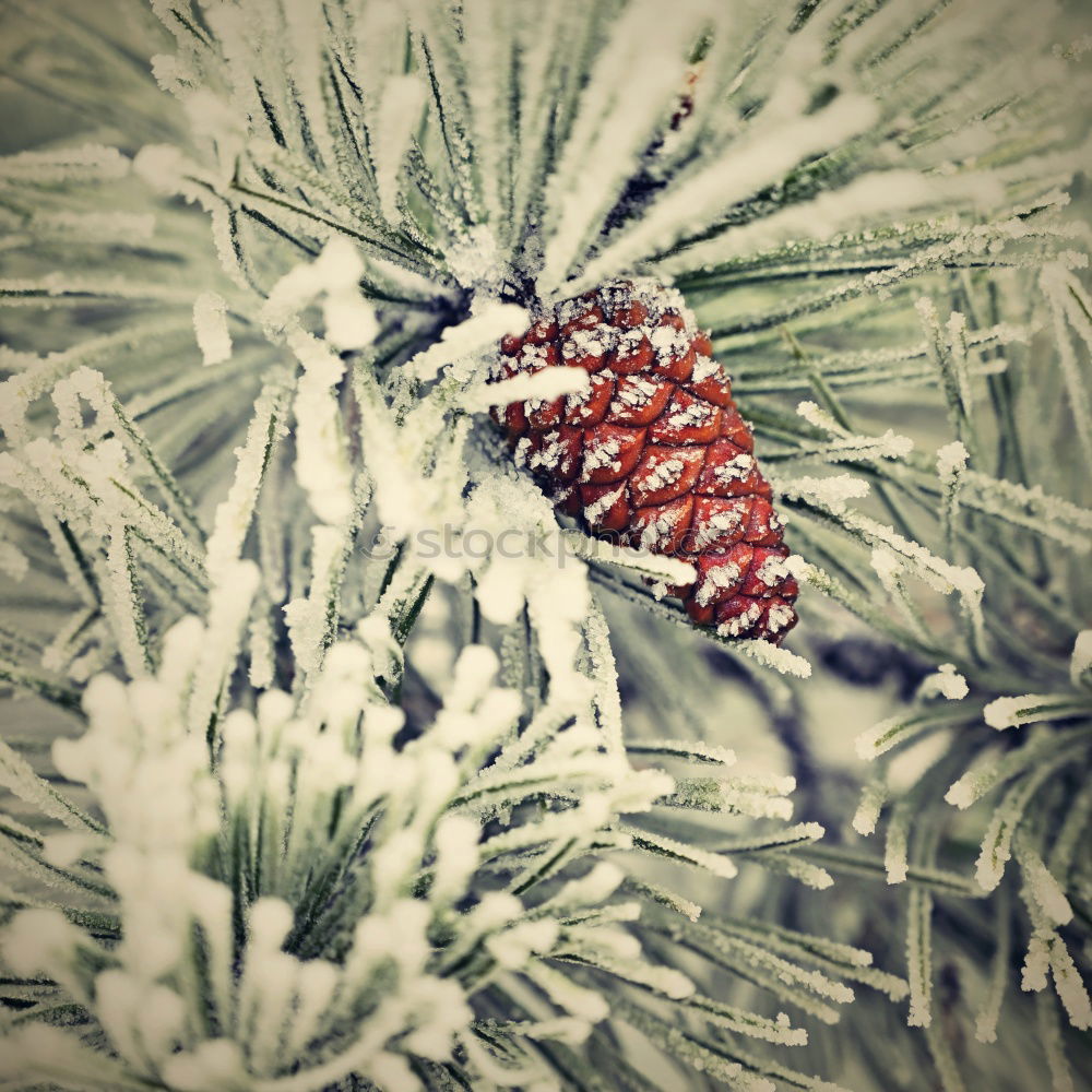 Similar – Image, Stock Photo ice lollipop Icicle Winter