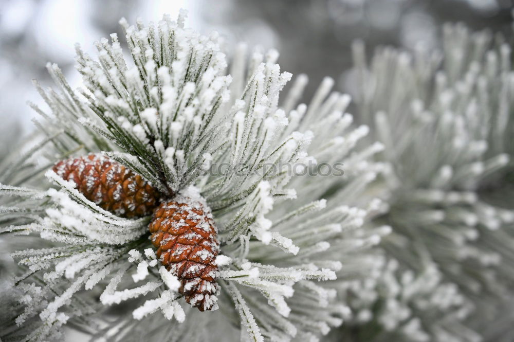 Similar – Image, Stock Photo tenons Environment Nature