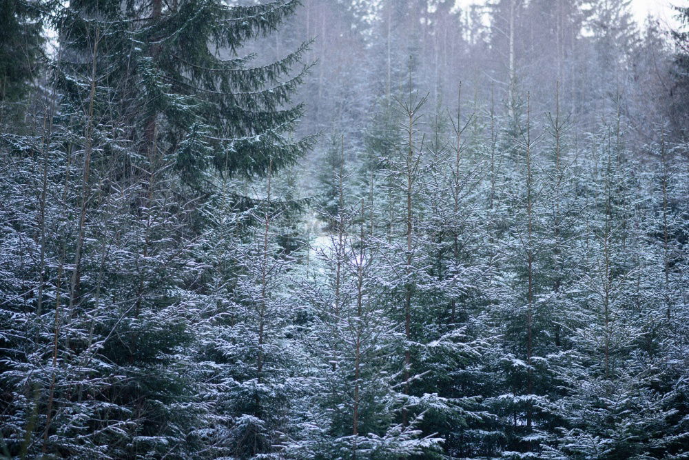 Similar – Image, Stock Photo winter forest Environment