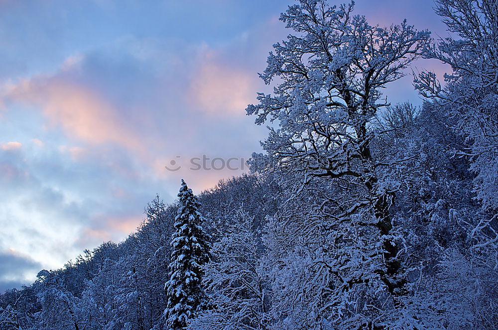 Similar – Märchenhaft Winter weiß