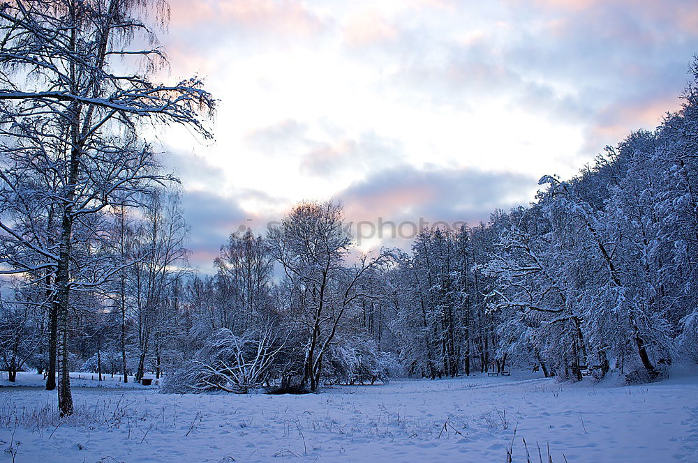 Similar – Image, Stock Photo On the way in the snowy forest