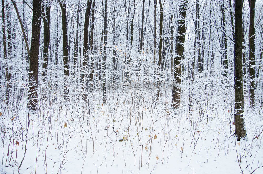 Similar – winter in the park Nature