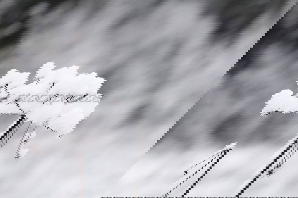 Similar – Foto Bild Eisrose Rose Raureif kalt