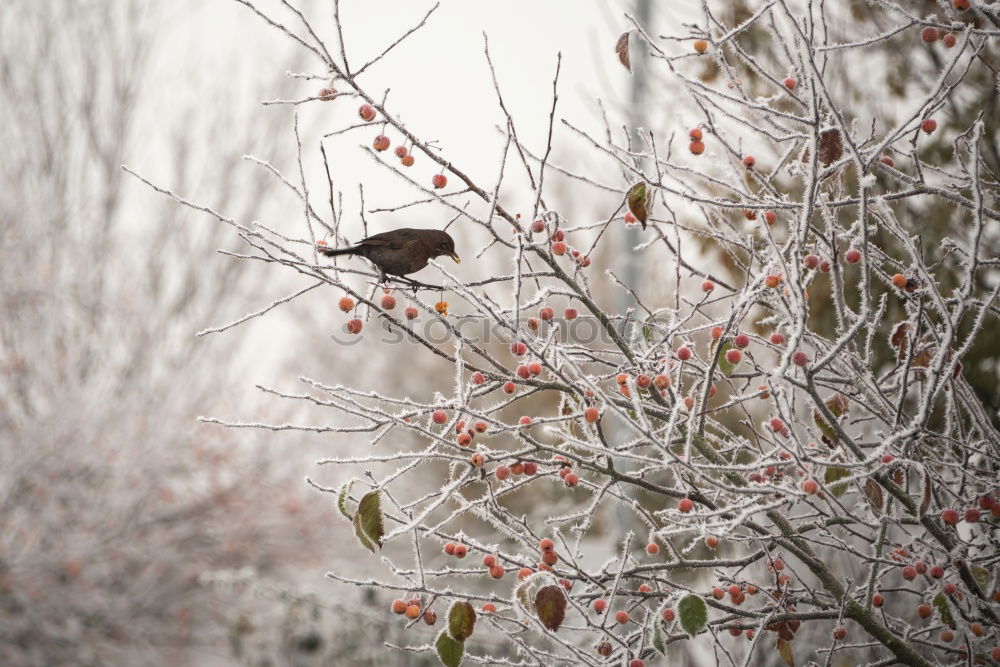 Similar – Image, Stock Photo A blackbird sits in an ornamental apple bush