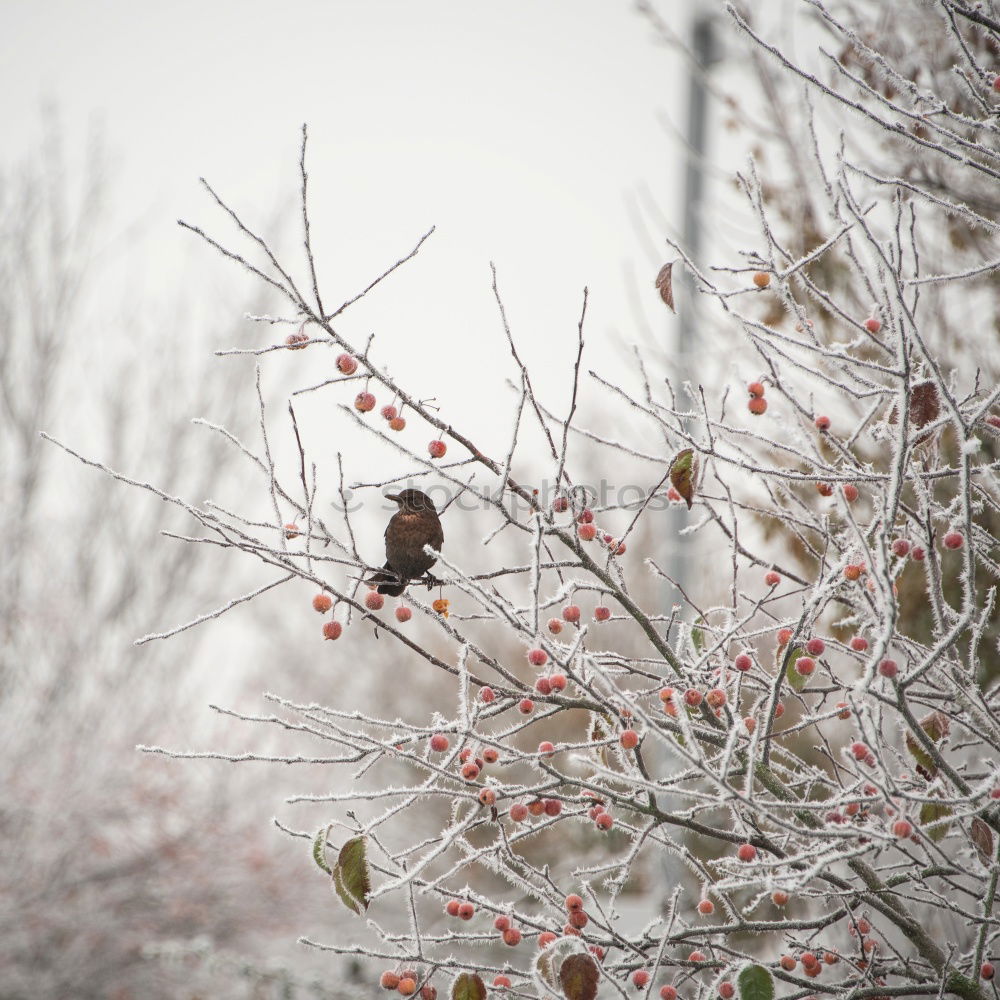 Similar – Blackbird in the snow