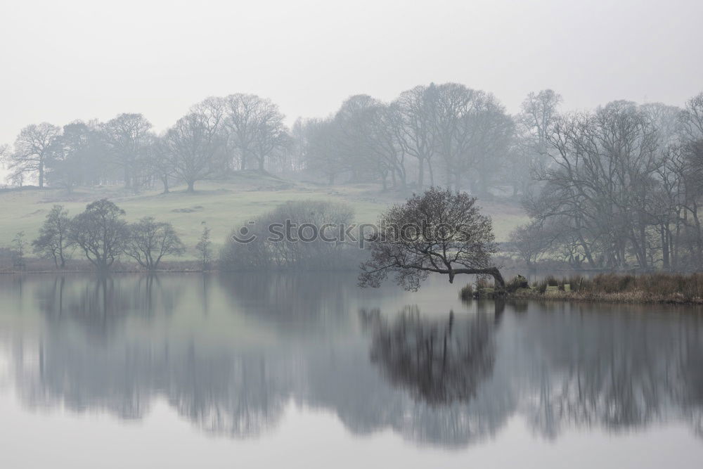 Similar – Image, Stock Photo A row of trees on the shore