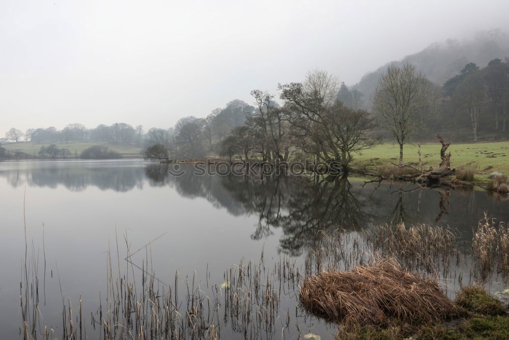Similar – Image, Stock Photo A row of trees on the shore