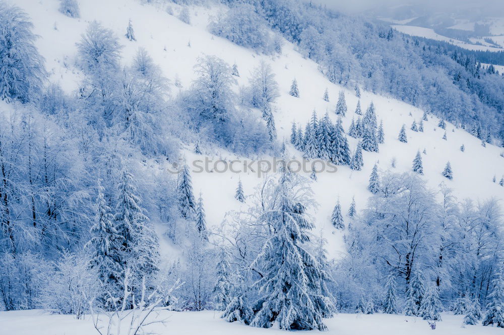 Similar – Image, Stock Photo bitter Forest Cold Snow