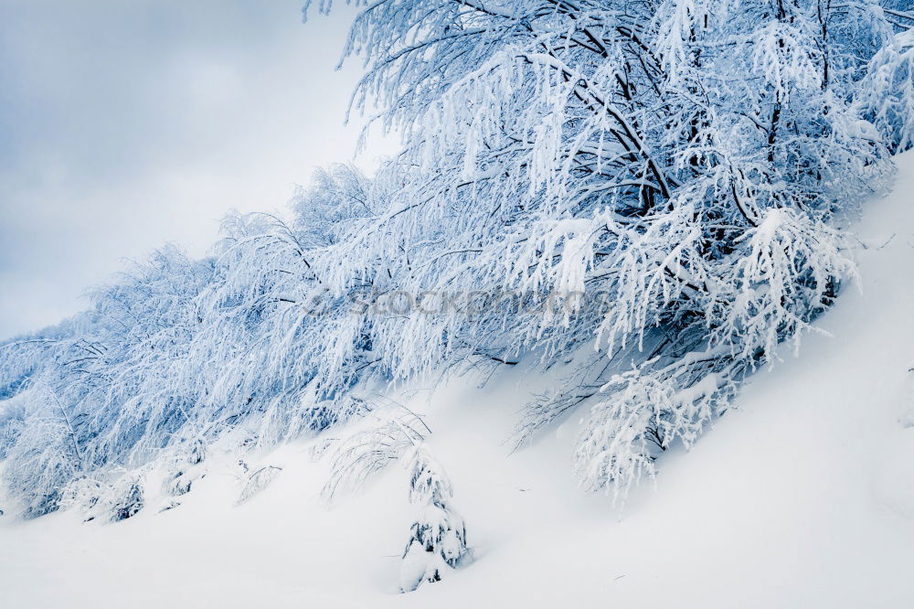 Similar – Image, Stock Photo Merry Christmas! Wintry fir trees rise into a sky with clouds. Right in the middle is a blue hole