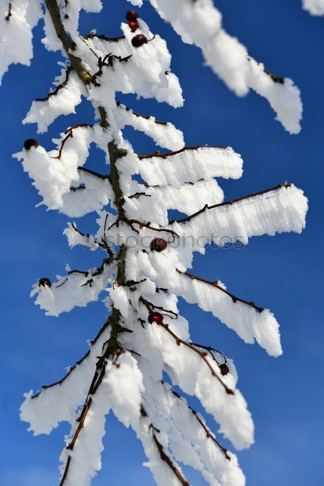 Similar – Image, Stock Photo Ice crystals 06 Winter