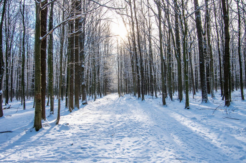 Foto Bild Winterwonderland Baum