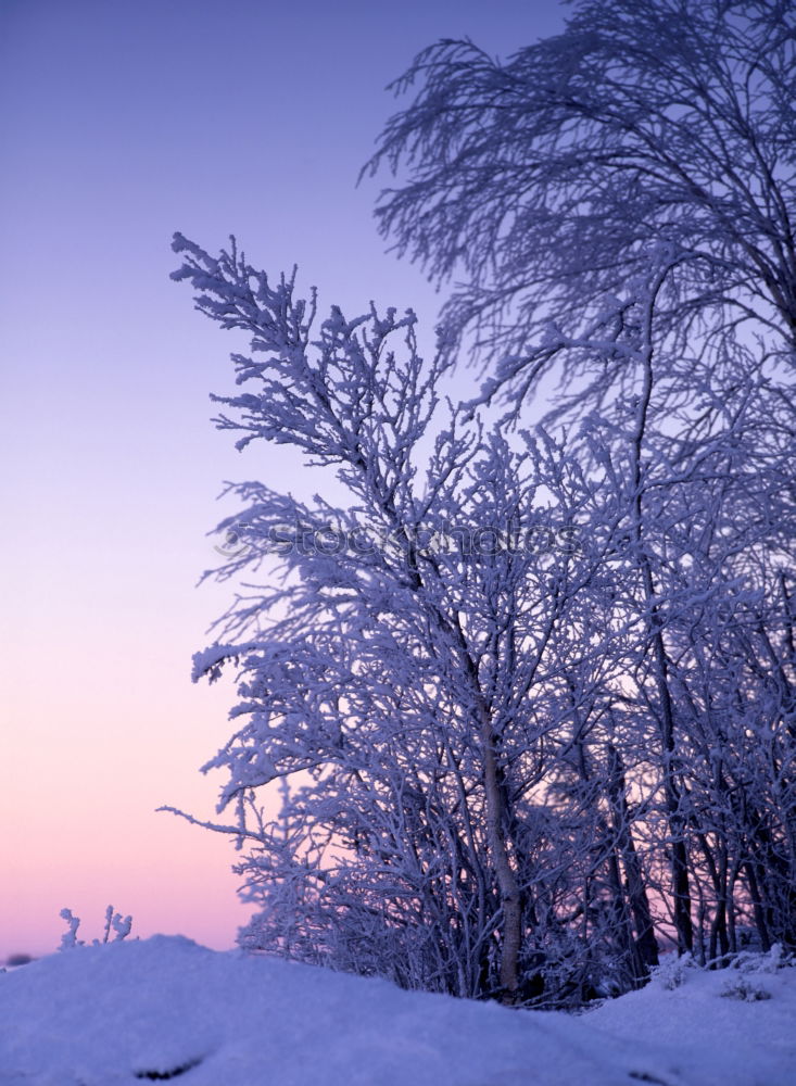 Similar – Winter tree