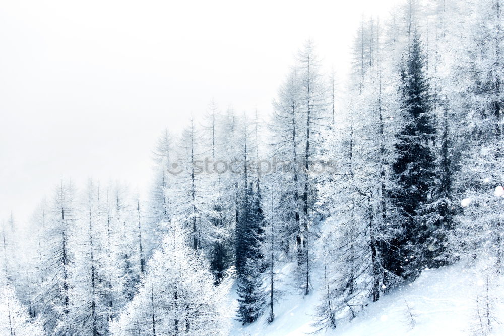 Similar – Image, Stock Photo Merry Christmas! Wintry fir trees rise into a sky with clouds. Right in the middle is a blue hole