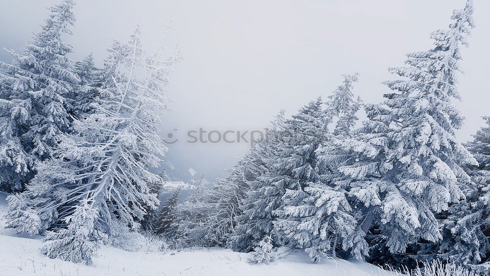 Similar – Märchenhaft Winter weiß