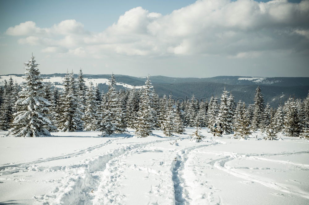 Similar – Foto Bild Abräumer Umwelt Natur