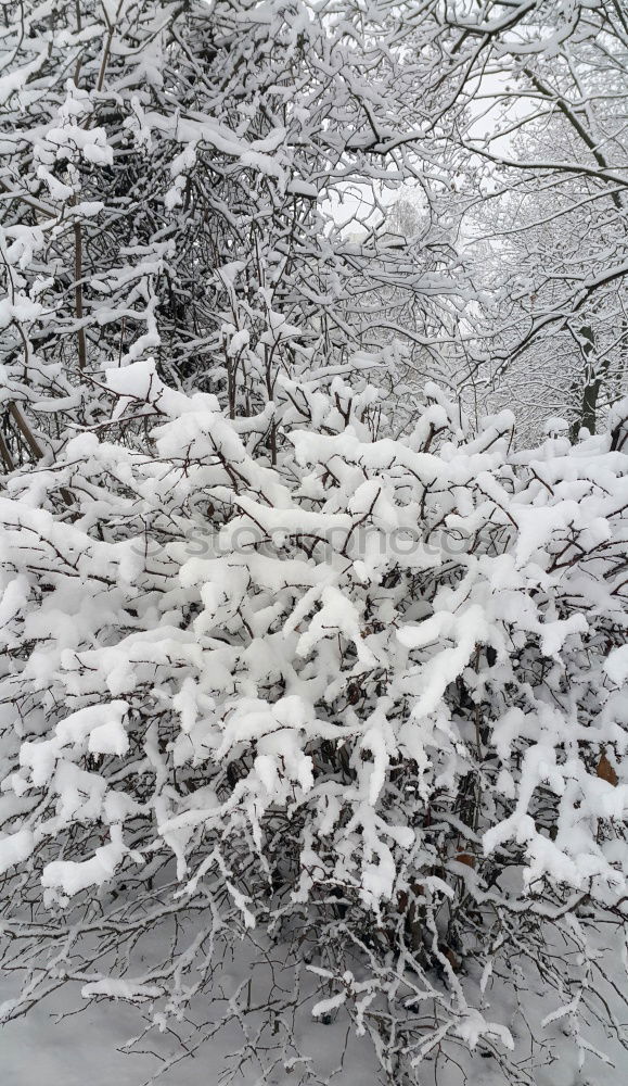 Similar – Dew(ben)weather / footprints bird