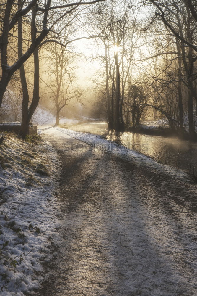 Image, Stock Photo stroll Forest Wood flour