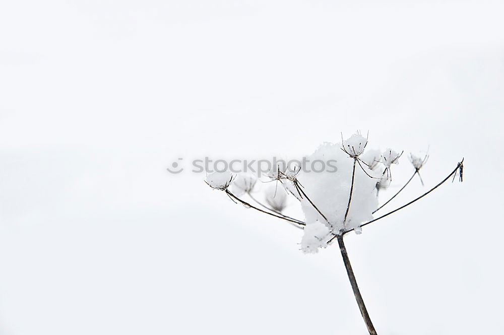 Similar – Foto Bild wet leaves Umwelt Natur