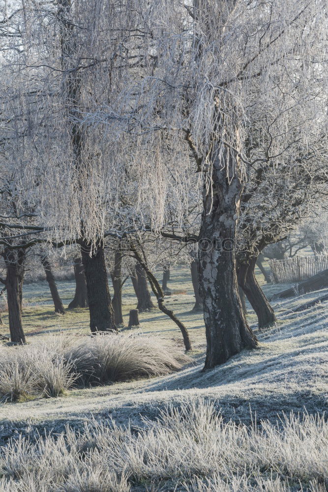 Similar – Foto Bild schräg Gras Morgen frisch