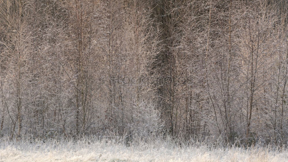 Similar – Ice cold the trees above look frozen with some sunshine.