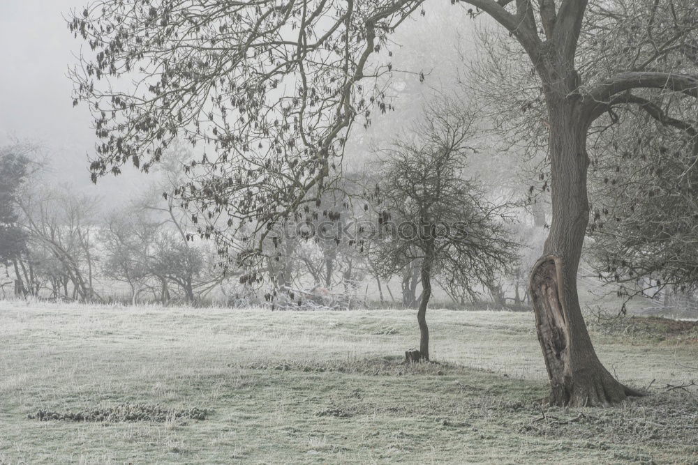 Similar – Foto Bild schräg Gras Morgen frisch