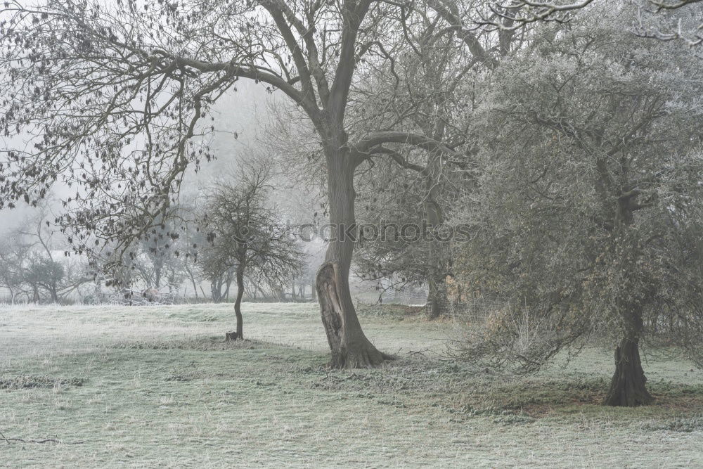 Similar – Image, Stock Photo hoar frost Tree Hoar frost