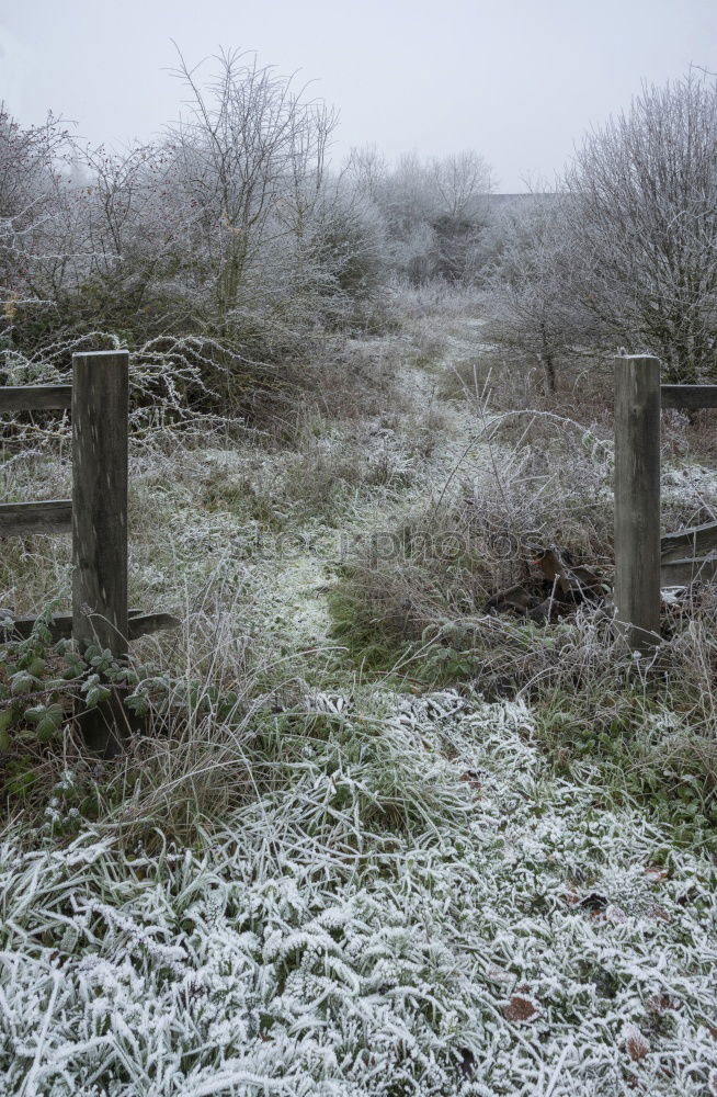 Similar – LONELY CAT Cat Cold Winter