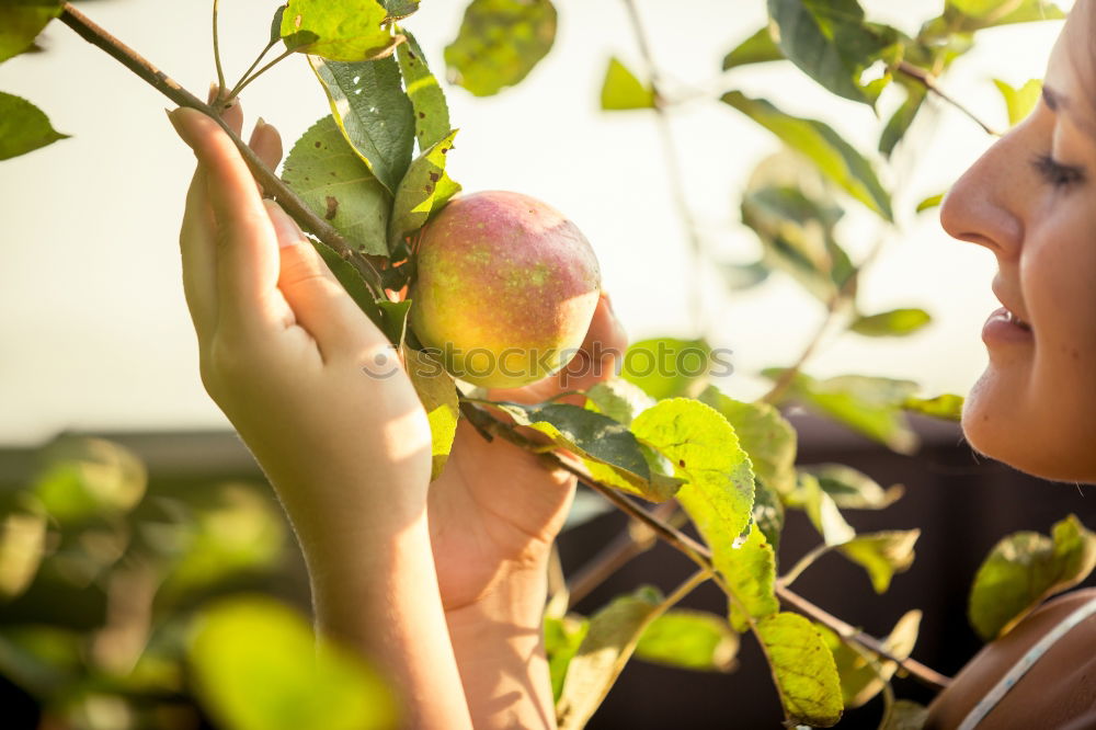 Similar – Image, Stock Photo one apple a day Food Fruit