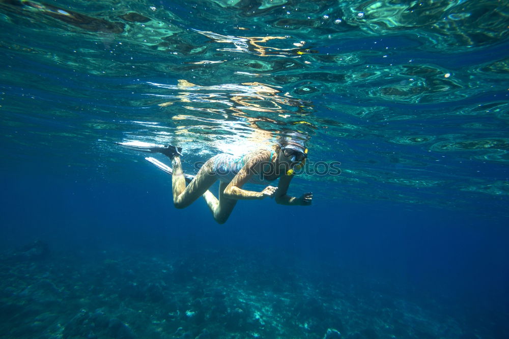 Similar – Dolphins in the reef Water