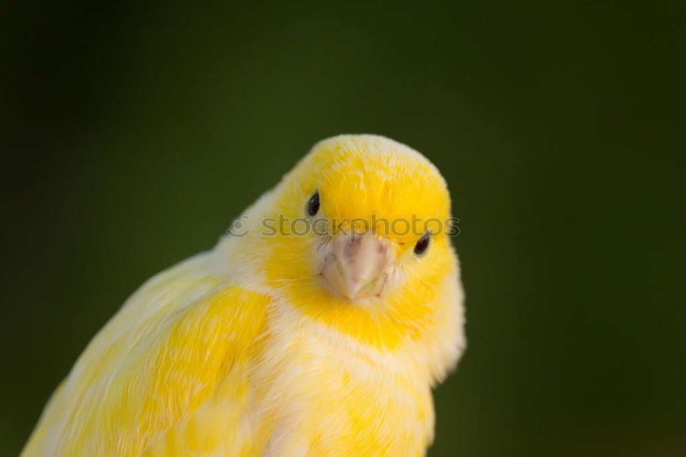 Similar – Image, Stock Photo Tiger Feet I Yellow Goose