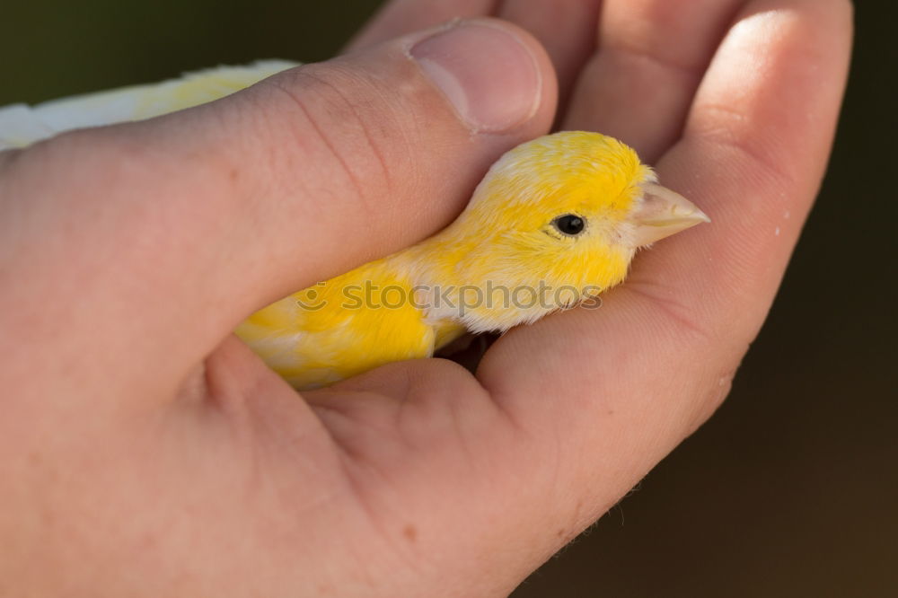 Similar – chick Hand Finger Tier