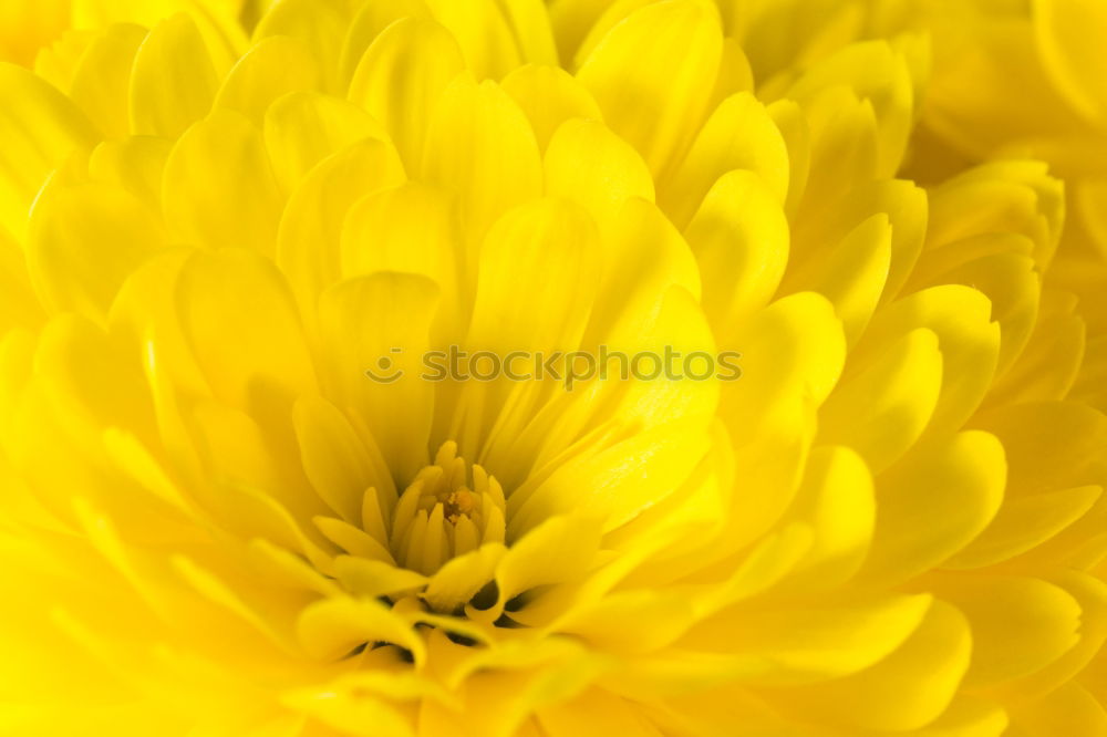 Similar – flower Flower Yellow